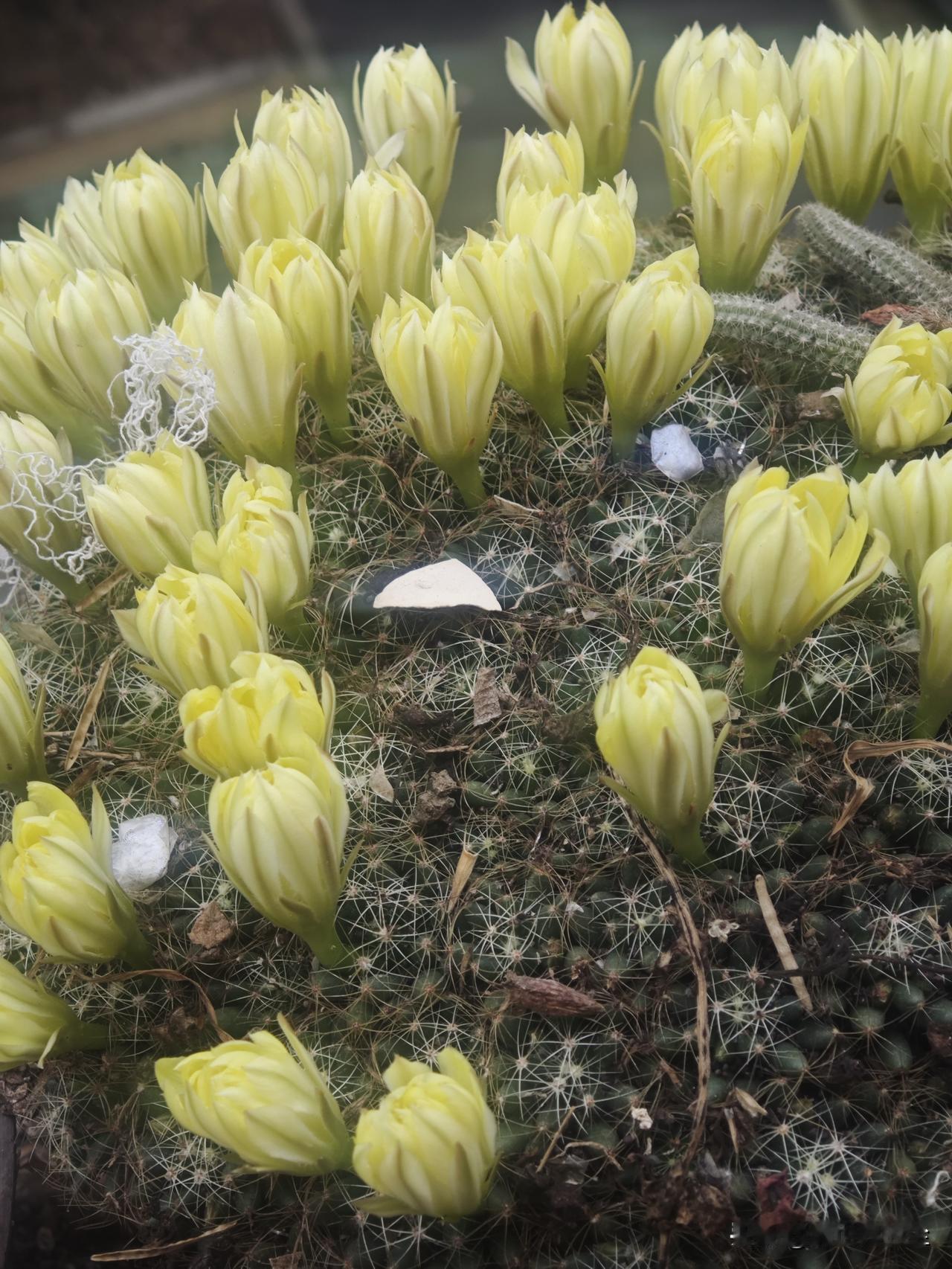 阳台上的花开了，红红的是三角梅，这个我认识。
这个黄黄的是啥花，没见过，也不知叫