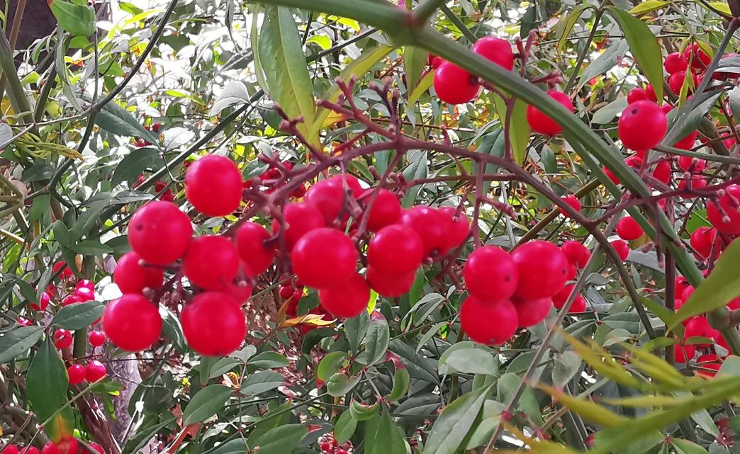 这里为老年球友提个醒，“打球虽好，可不要贪拍哟”。
前几天一位76岁的老年球友在