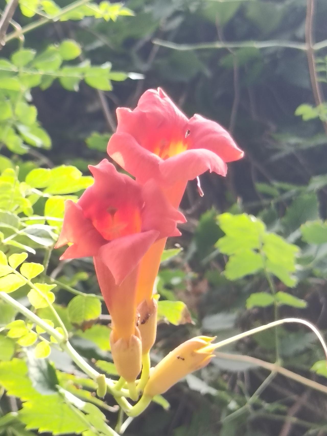 ​
2. 藤蔓蔓延，花开满丛，路边偶遇这一抹艳红，满心欢喜。