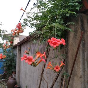 热血青年肯德尔