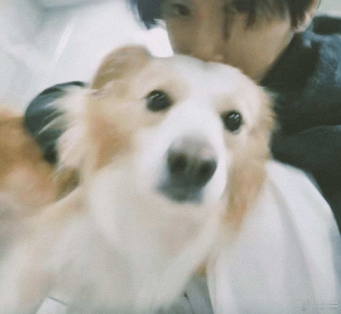 展轩和狗狗贴贴合照展轩你的双眼里只有仇恨 展轩：你的双眼里只有仇恨展轩和狗狗贴贴