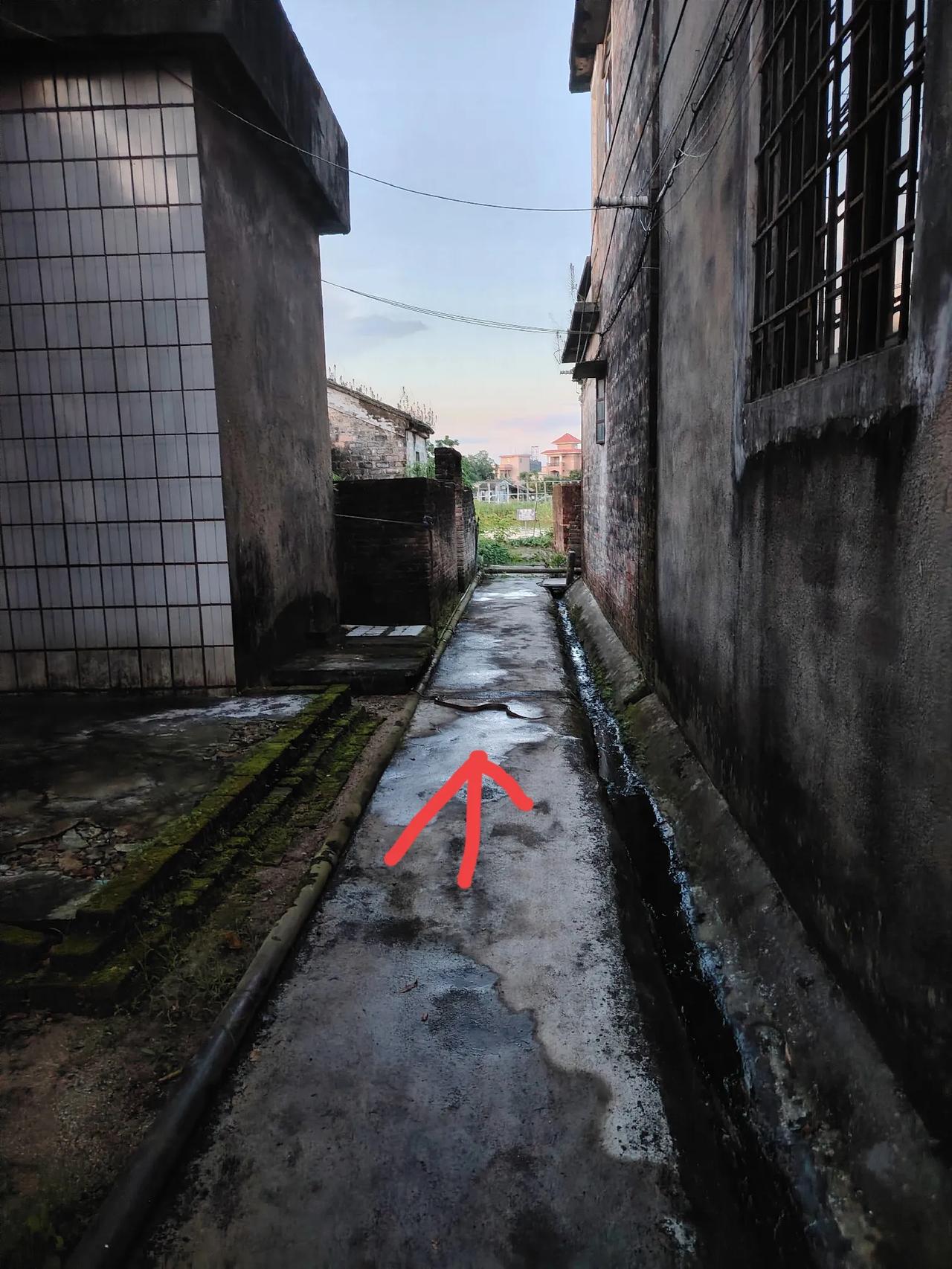 出门丢个垃圾，低头玩手机，差几步就踩上大辣条了，吓得马上逃跑，又好奇的跑回来拍辣