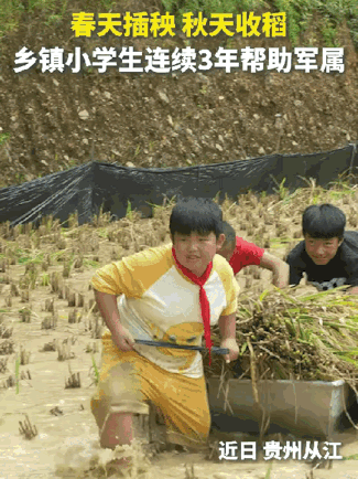 上人民日报了，贵州从江.
一群小学生，裤腿裹满泥浆，小手握着镰刀，分工收割、捡拾