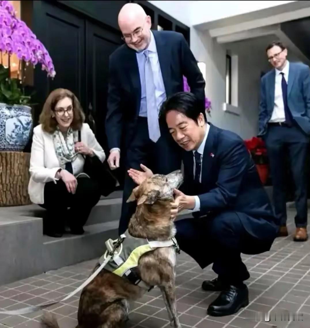 如果骨头软了就不如哈巴狗，心眼坏了就不如丧家犬。
这些逆子在美爹面前，人家让他们