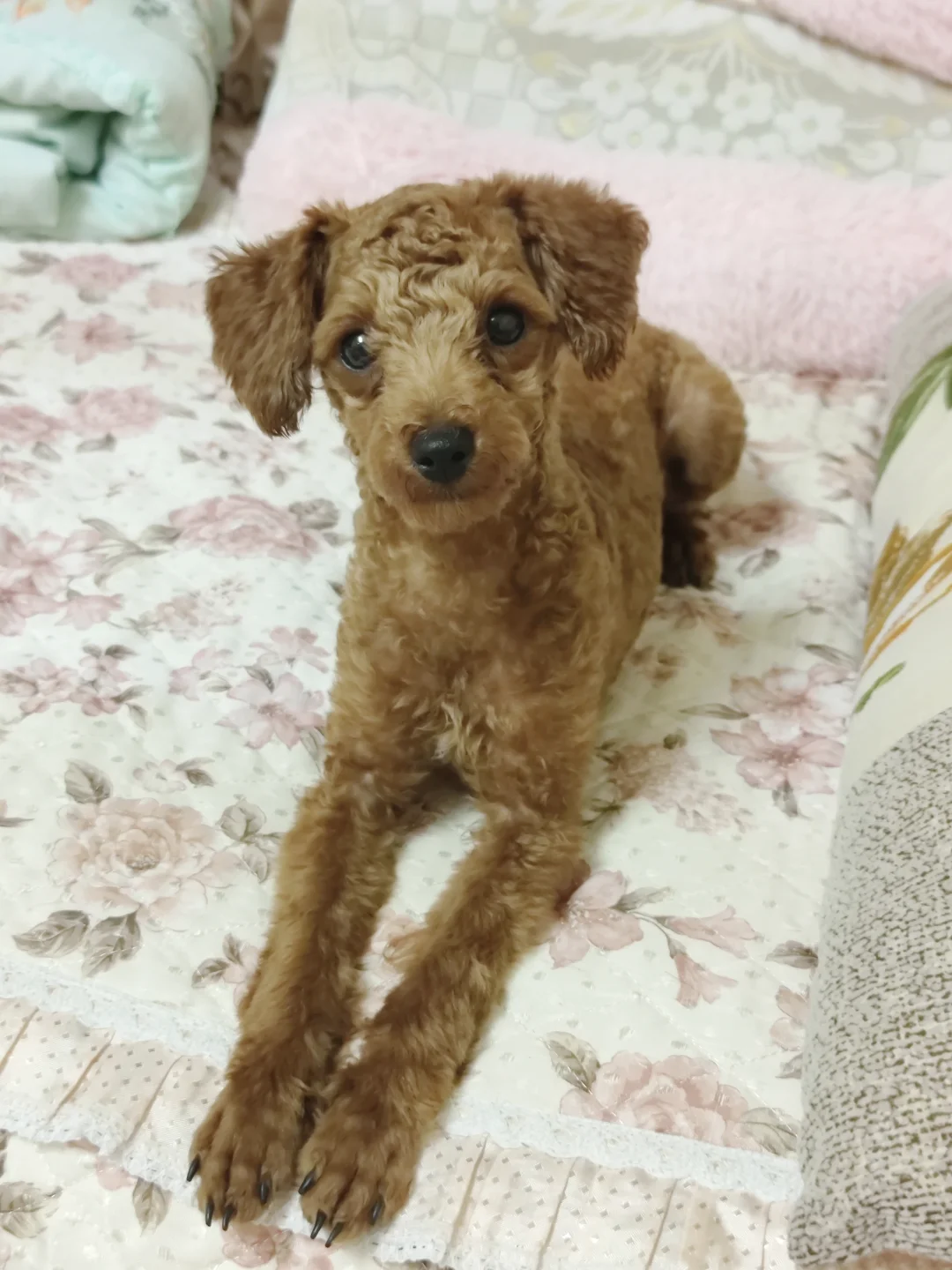 长腿泰迪长大后