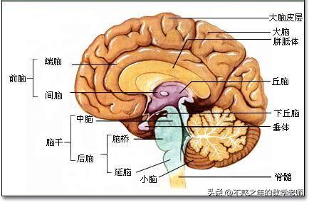看这位医学博士的话，来思考吃什么：
“全世界的穷人都把碳水当主食，全世界的有钱人