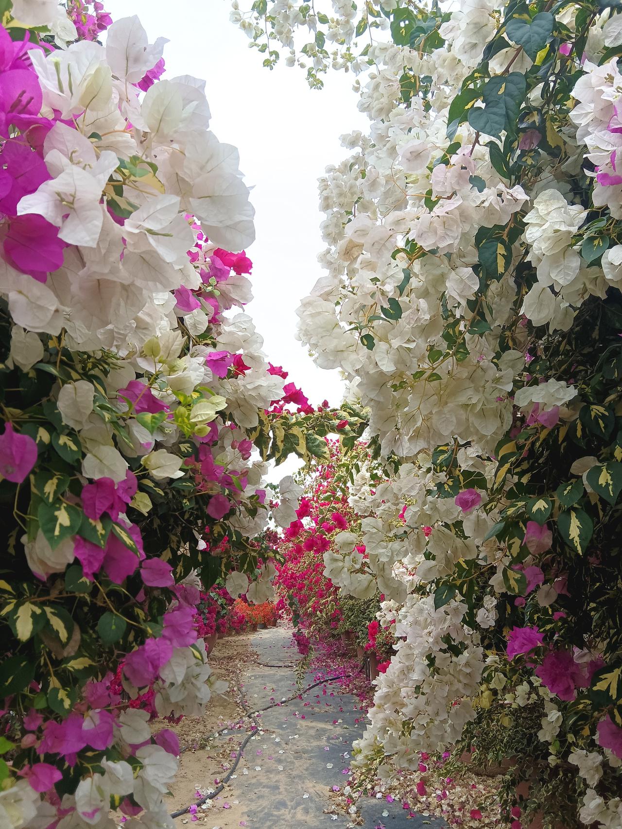 来一组照片证明花开正艳