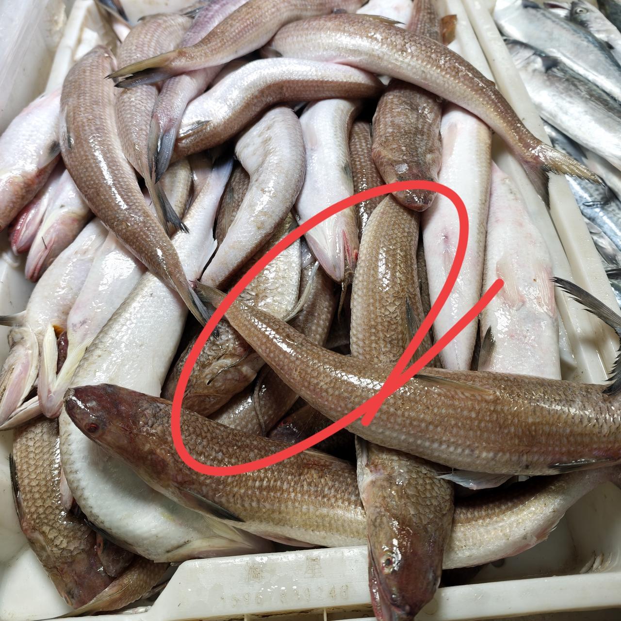 各种新鲜大小的海鲜应有尽有，那鱼新鲜的都铮亮铮亮的，有好多都带着粘液，泛着银光，