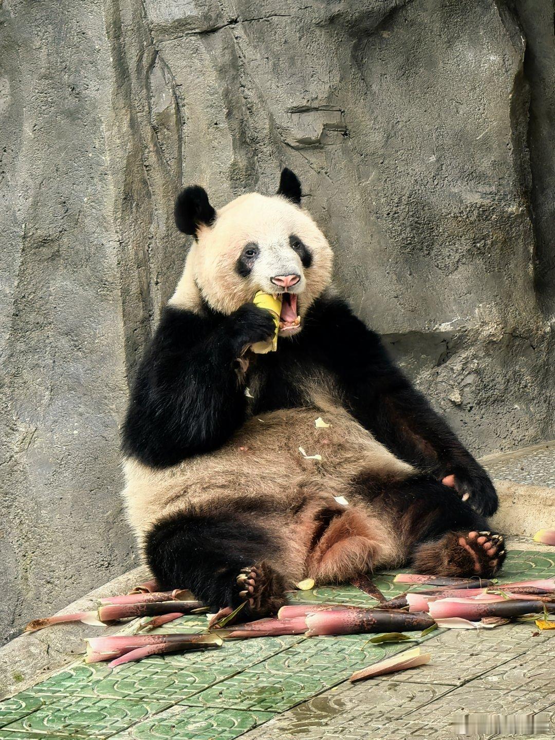 丁丁吃竹笋。 