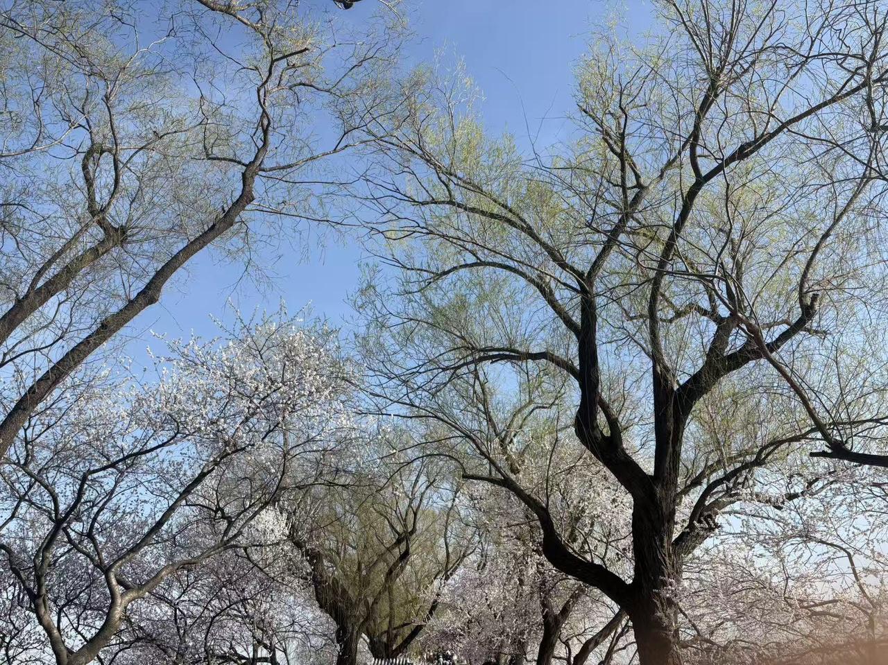 记录我的2026春江水暖鸭先知，野鸭在湖中畅游