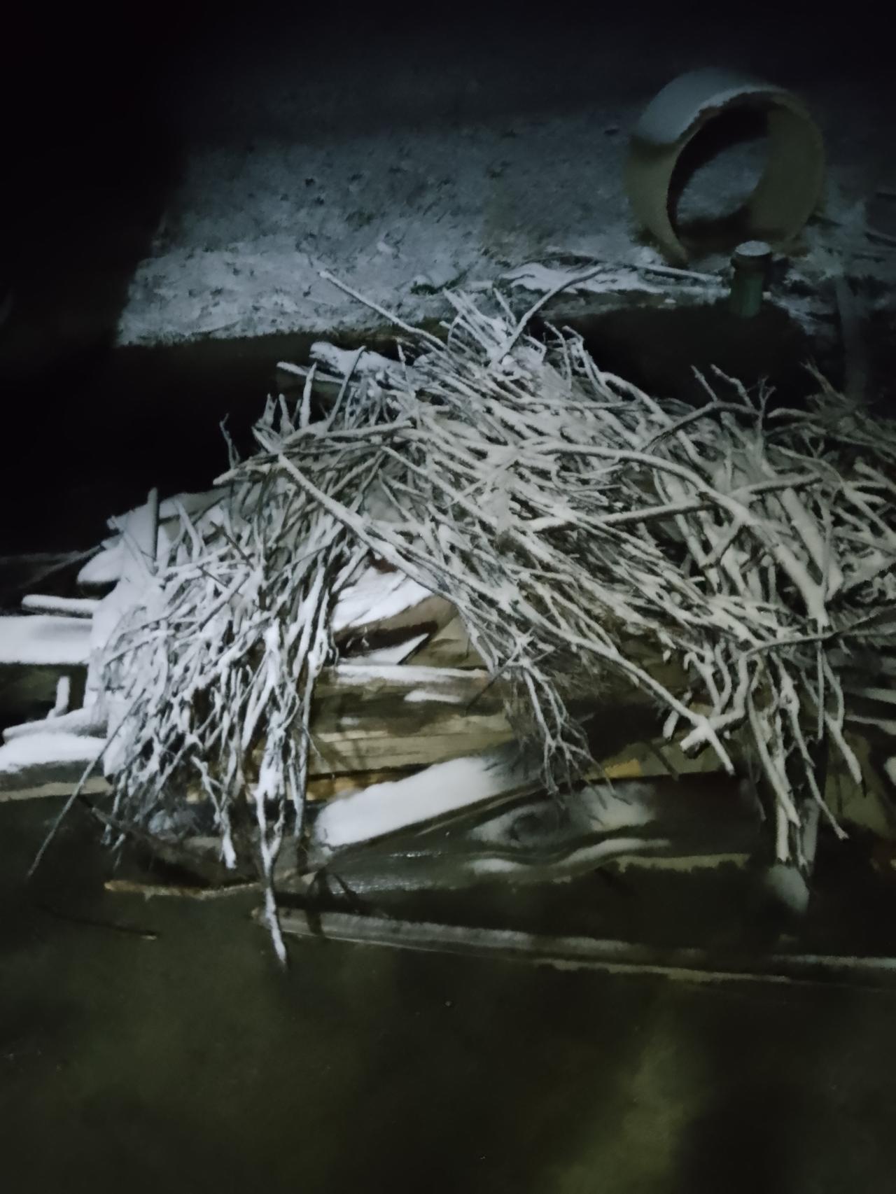 下雪天，我家黑猫非要往外跑。我猜它以前流浪过，记忆里还有追着雪找吃的、挨饿的经历