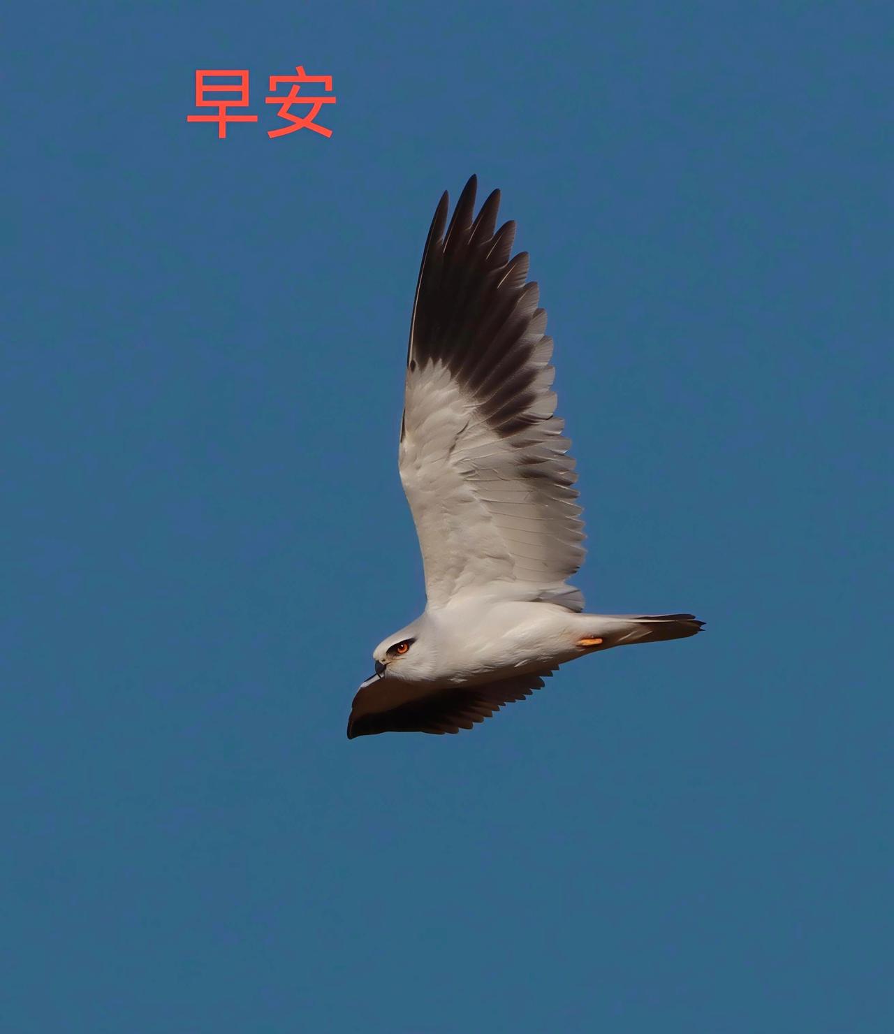 各位老师：早晨好