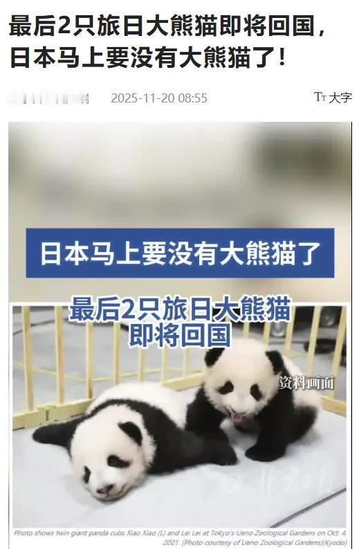 日本马上就要没大熊猫了