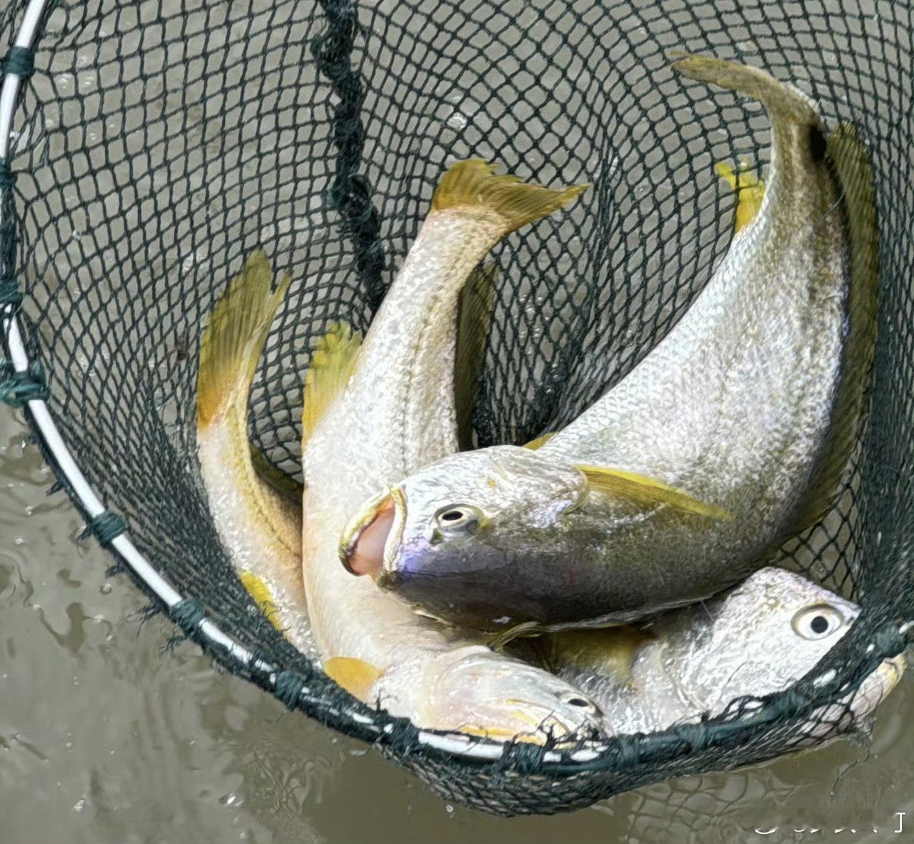 找到了江浙地区海鲜好吃的原因只要食材够新鲜，怎么做都好吃。 ​​​