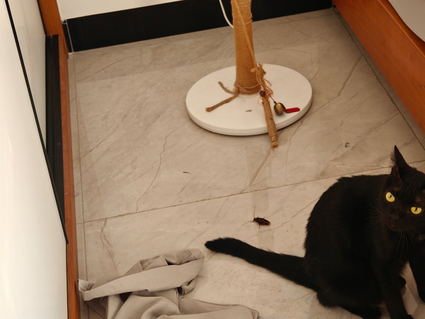 压抑闷热的天气，今晚我的猫咬死了很多小强
