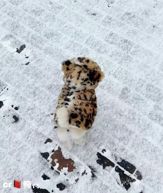 哈哈哈哈想给麻麻家邪恶摇粒绒买一件 