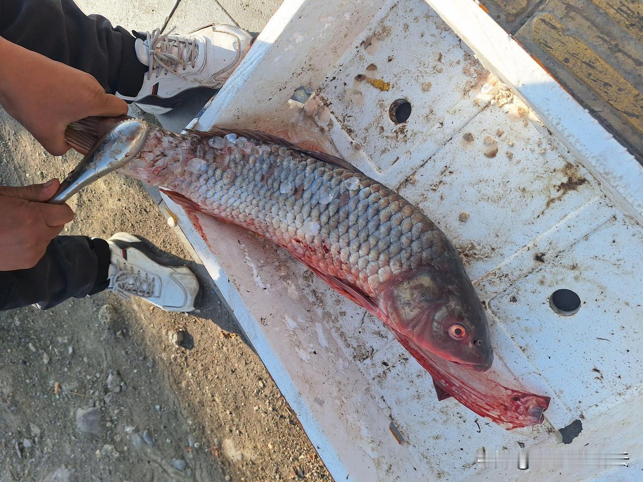 周末晚宴，吃鱼。几天前一朋友问，“你那么爱吃鱼的人在新疆吃不上鱼了吧？那边风吹石