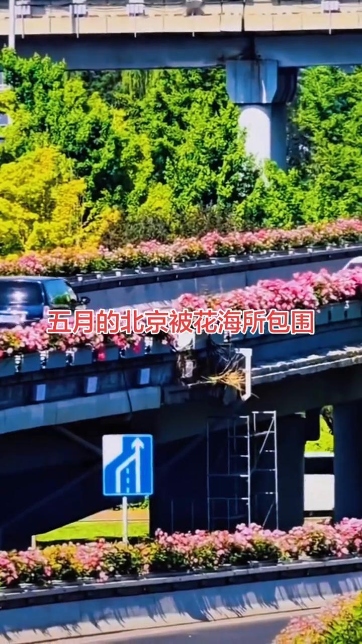 五月的北京被花海所包围。