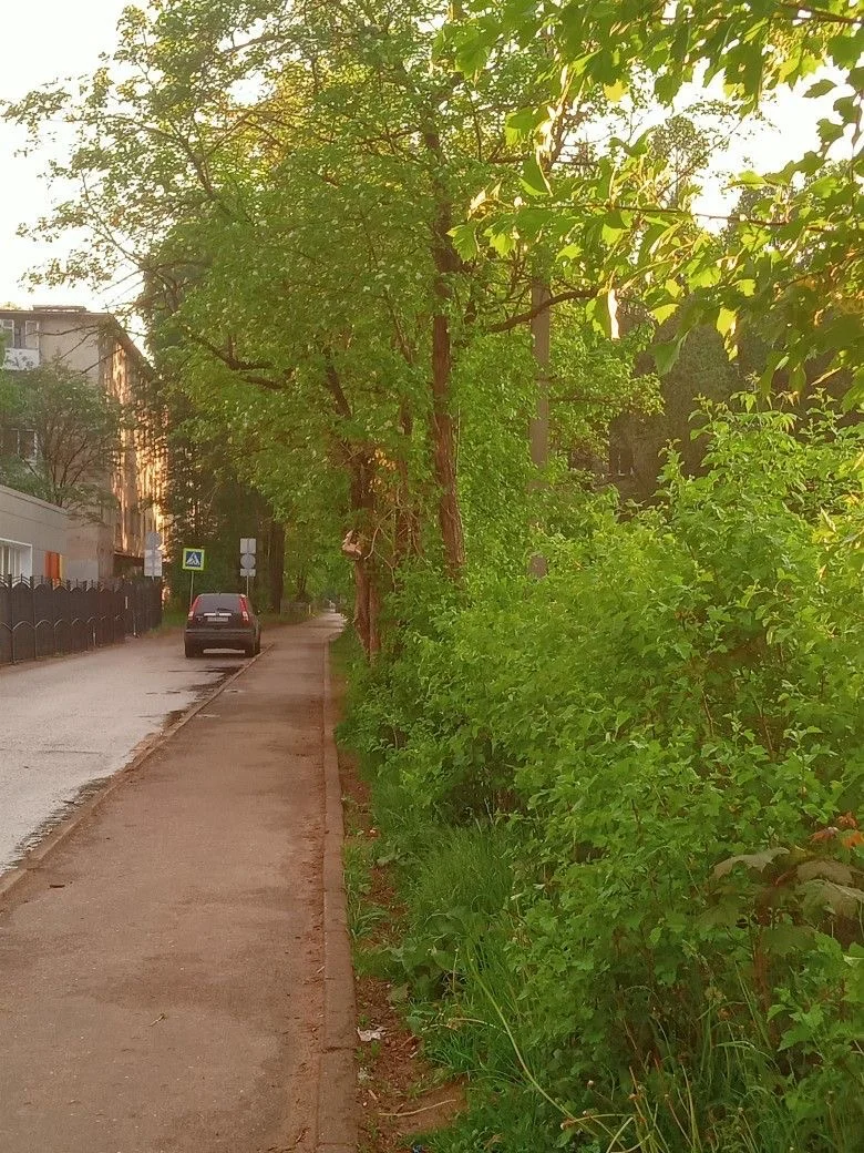 下午的阳光洒在街边的树上