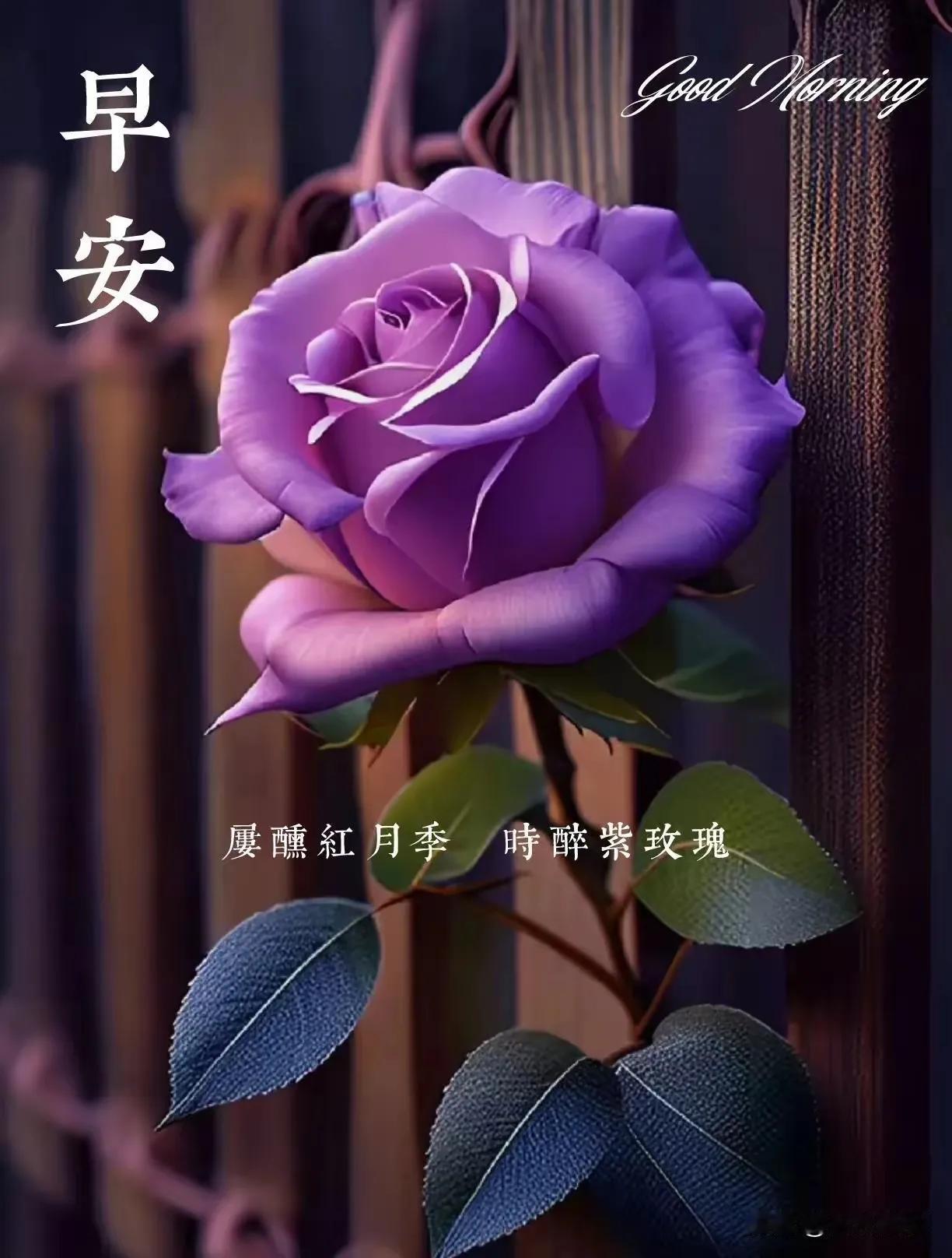 早安，紫玫瑰，祝你今天愉快！🌹