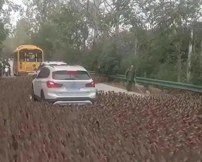 道路被上万只鸭子团团围住，所有车辆只能原地等候，一点不敢往前挪。万一碾到鸭子，赔