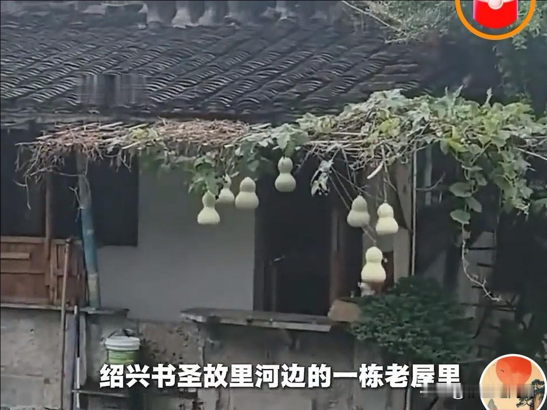 七个葫芦娃
绍兴一位老爷爷，在老屋外种了棵葫芦，本想等到秋天熟了，拿它炒盘菜，没