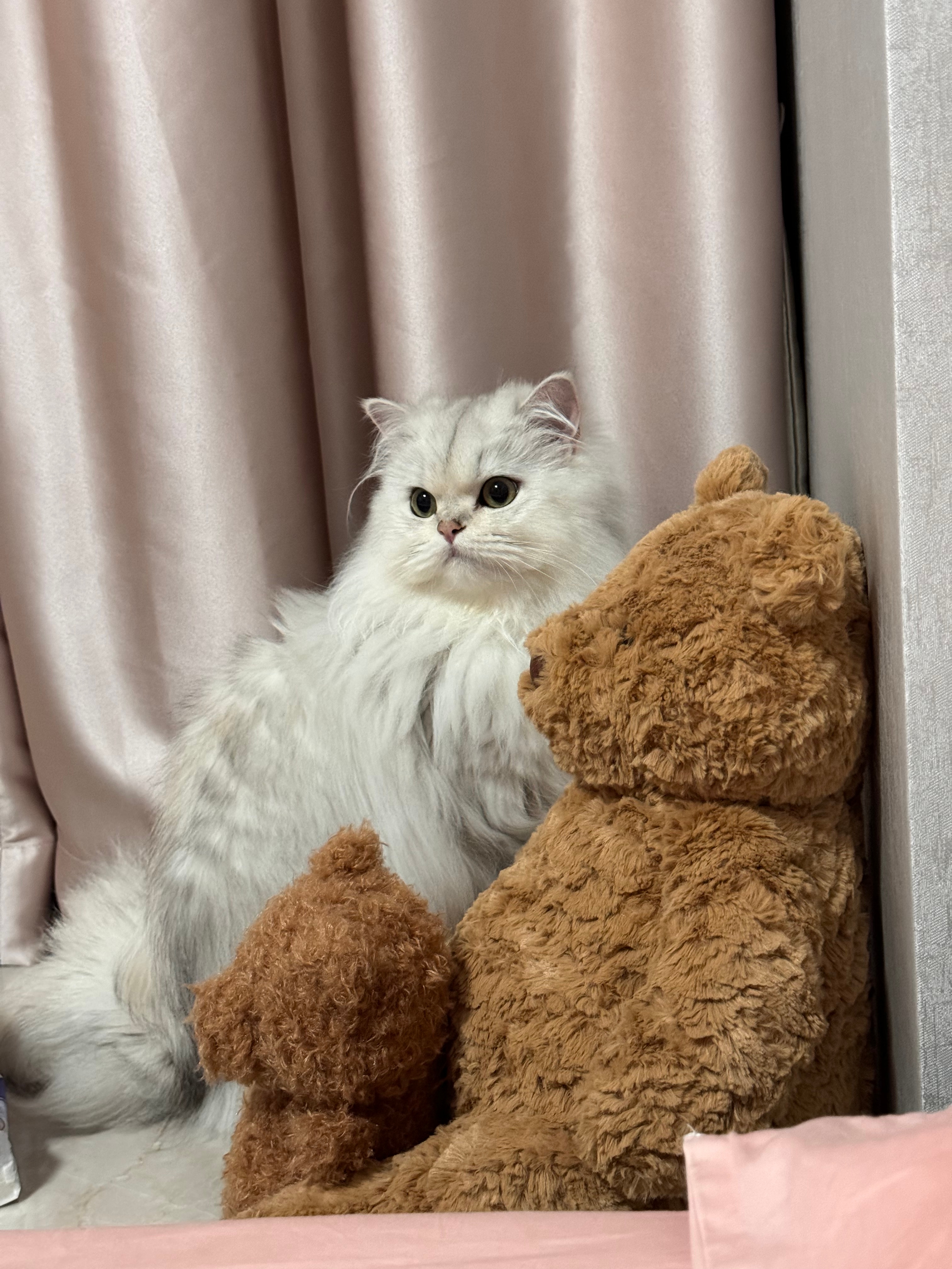 看看噗噗好可爱噗噗#英国长毛猫##银渐层##辣椒家新家回访# ​​​