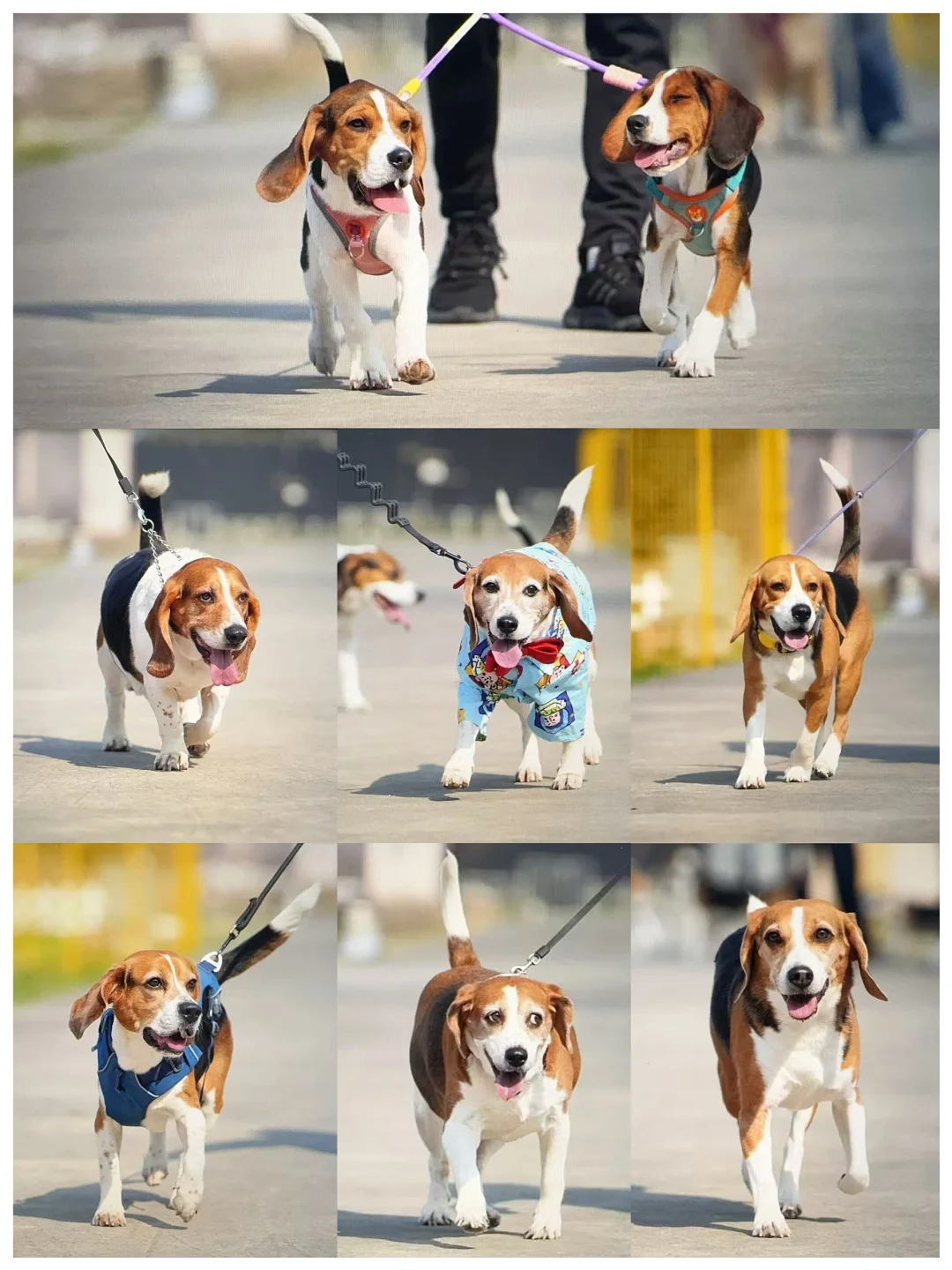 宠物摄影：比格聚会深夜出片 台风没得说