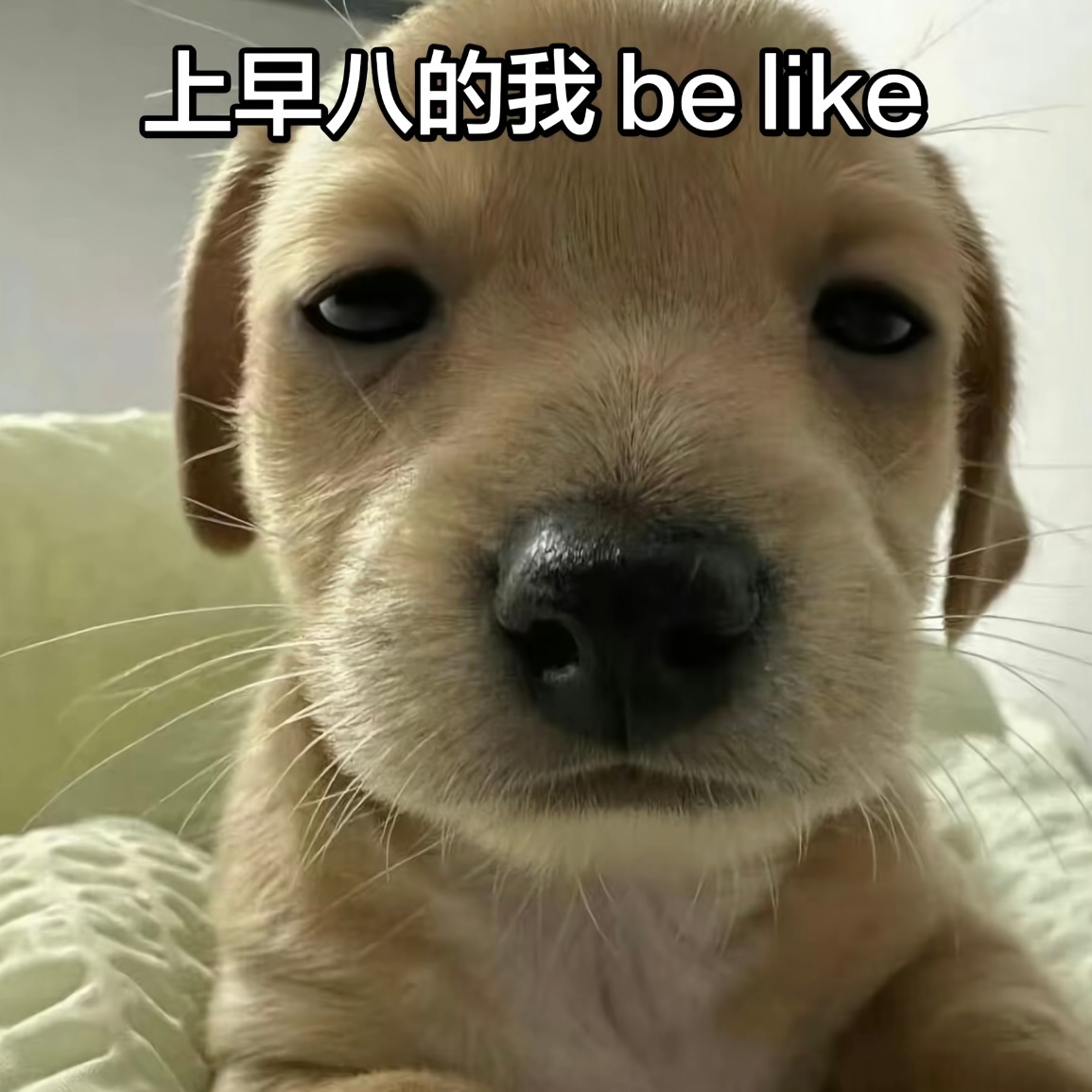 早八要命 ​​​