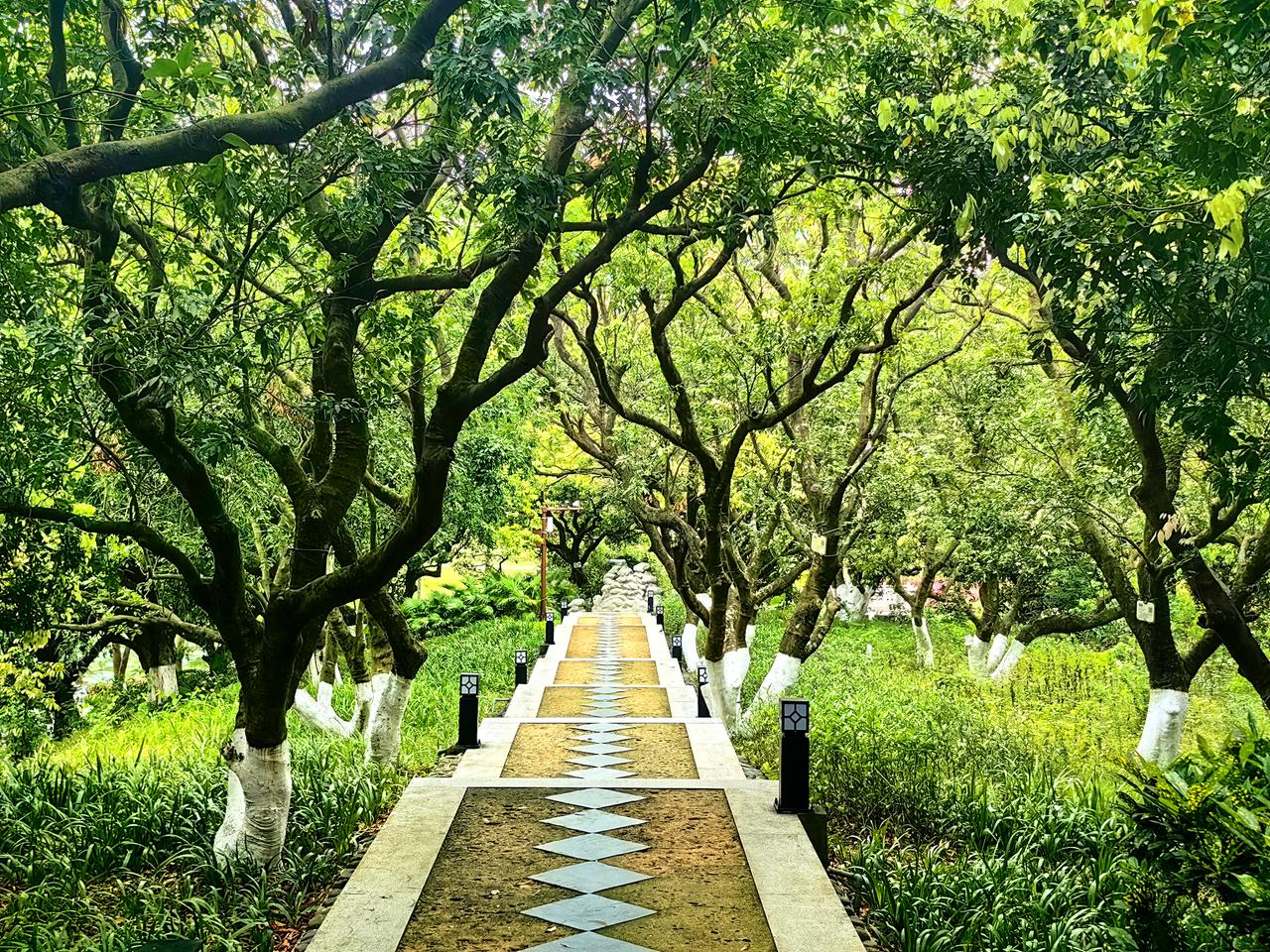 唐家古镇的古树。