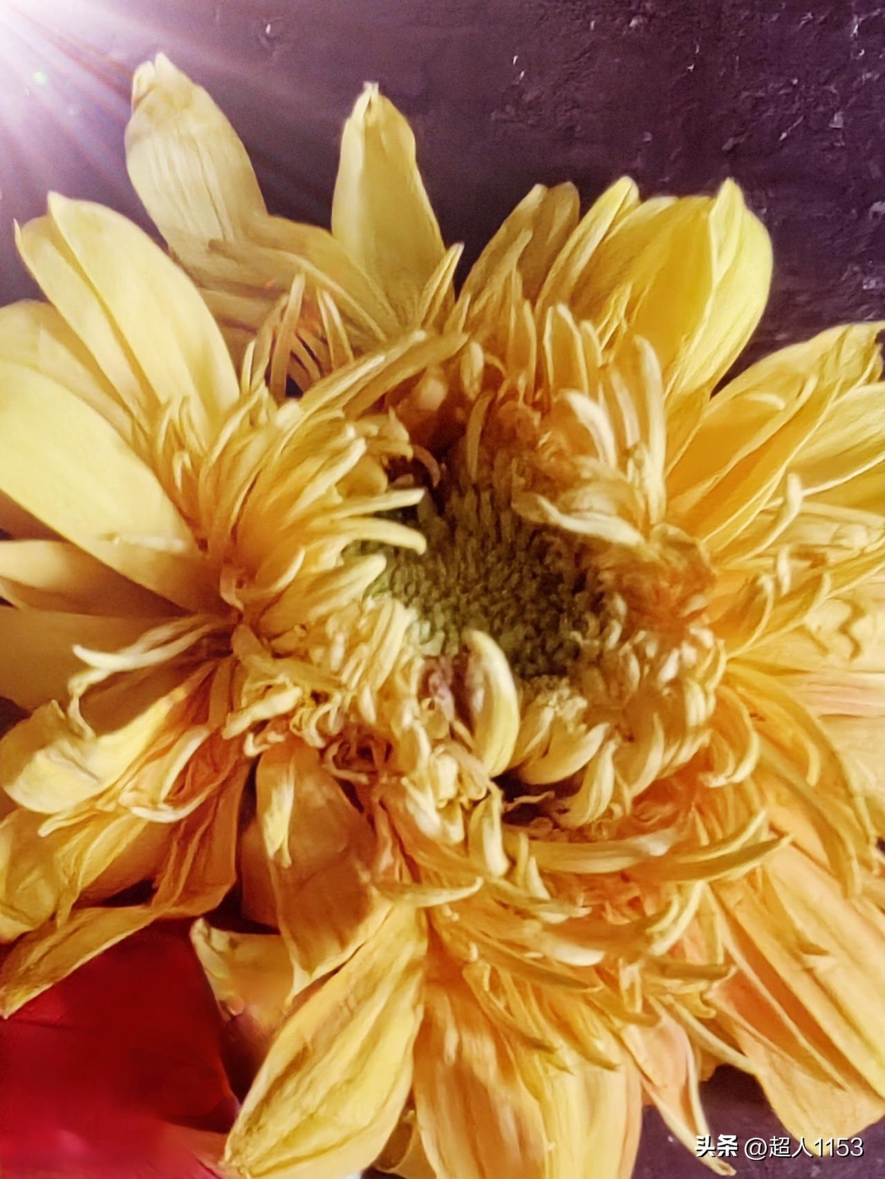 晒图喽！
晒晒向日葵。

向日葵向阳而开，
充满着朝气与希望！