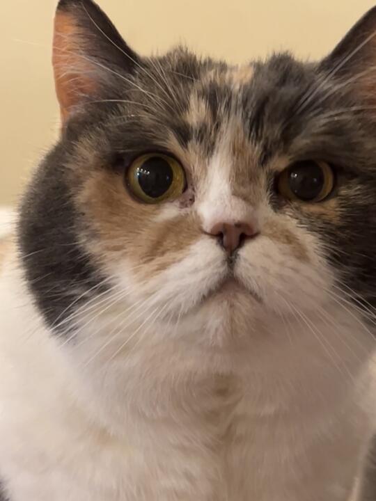 猫猫头攻击！