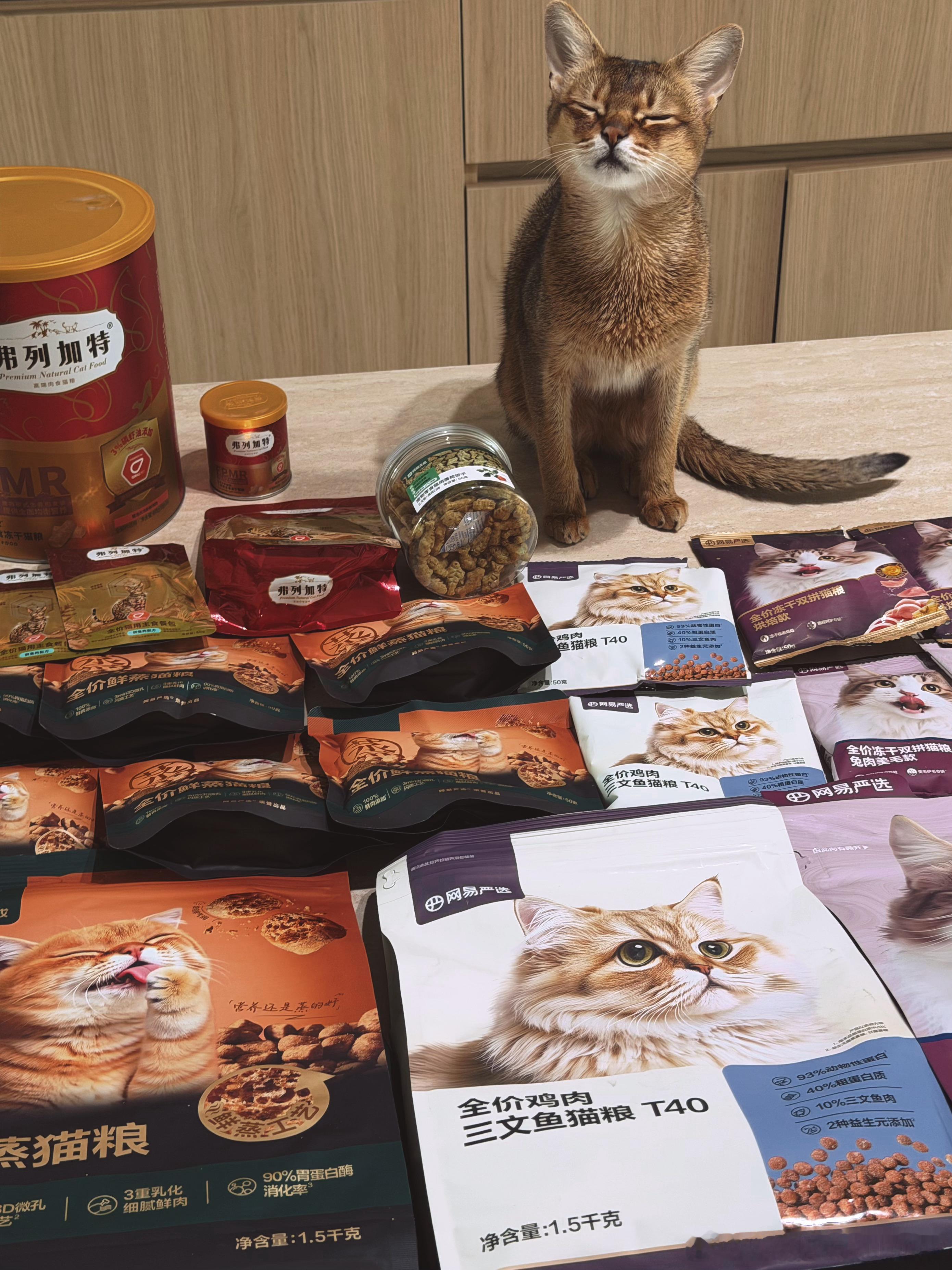 孩子表示满意🐾阿比西尼亚猫