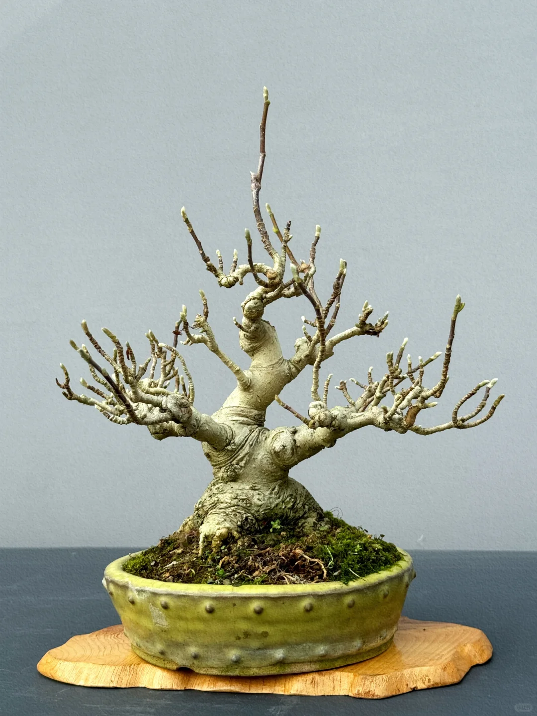 细品姬辛夷寒枝