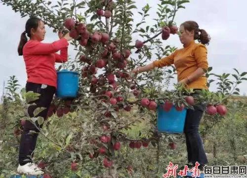 丰收的大苹果

在金秋的怀抱中，大地换上了五彩斑斓的盛装，而在这绚烂的季节里，最