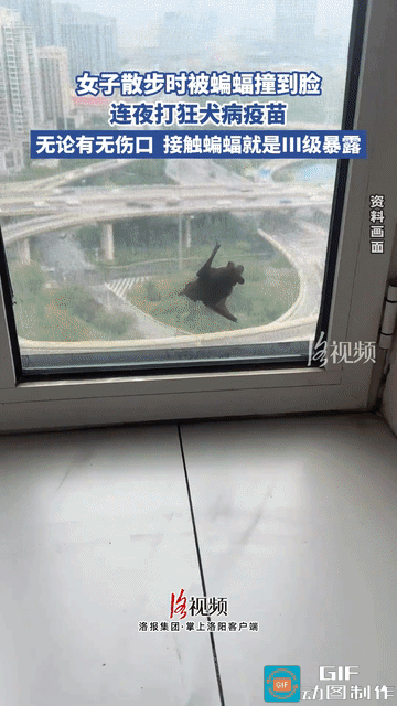 谁能想到，女子出门散个步，一只蝙蝠直接撞到脸上，女子当场吓了一跳，仔细检查脸上，