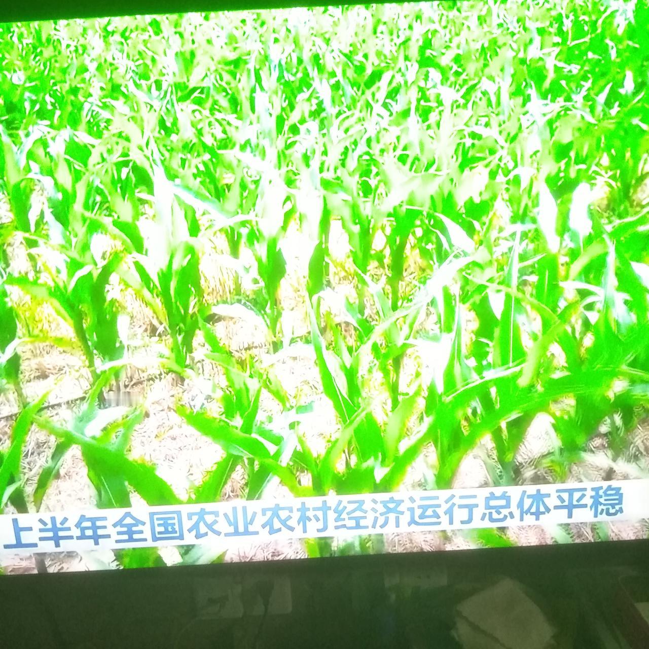 会插秧的最低年令段是多少？

无锡地区，大概50岁以下的，基本不会插秧。50～6