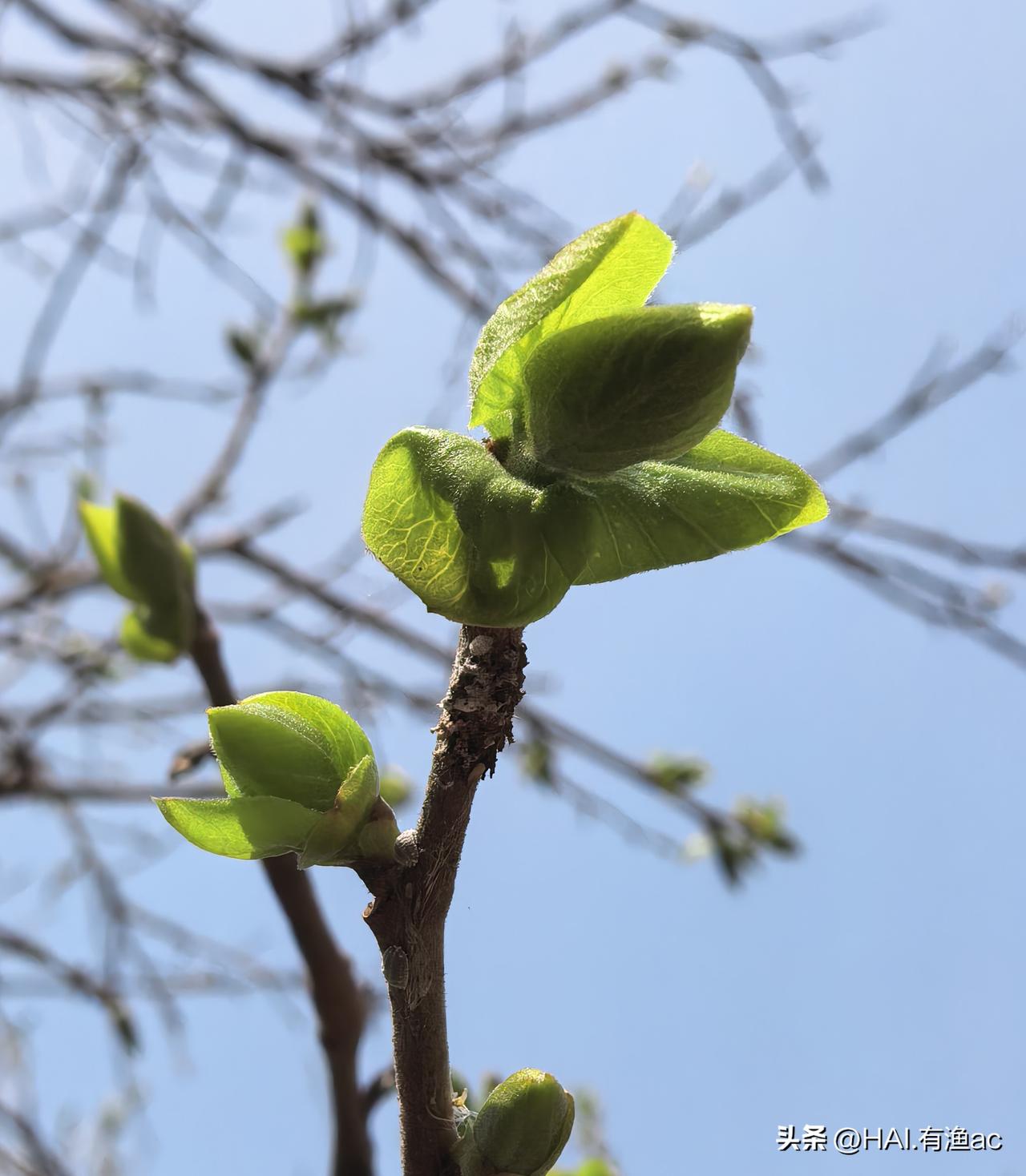 冲击“3万套”大关，上海二手房成交量为什么这么火爆？

根据最新的数据统计，截至