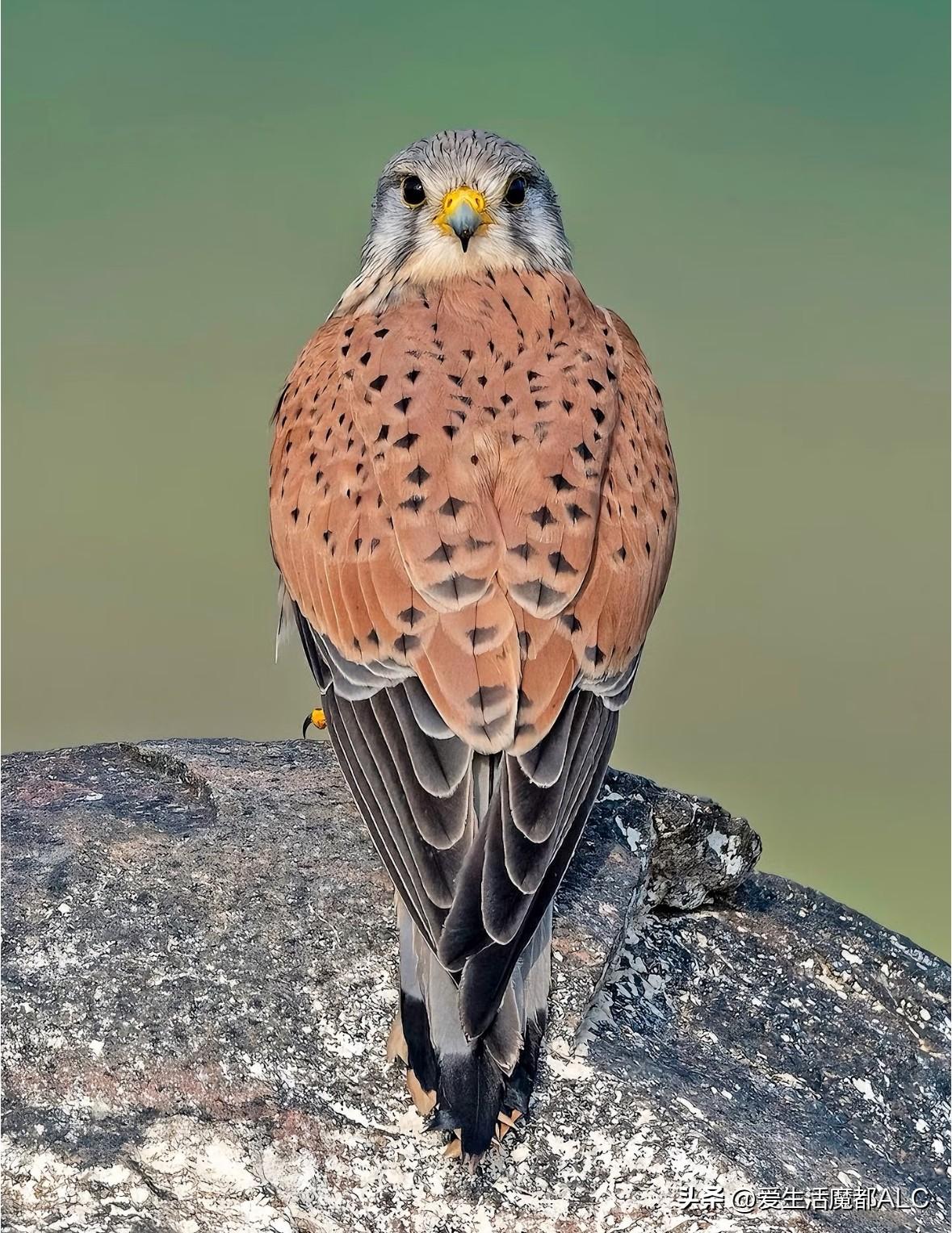 请问还有什么鸟🦜可以做到这样[狗头]