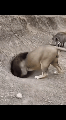 这次狮子大意了，怕是凶多吉少！😉