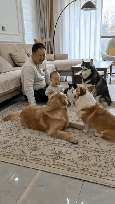 猫咪在这个家的地位不低啊