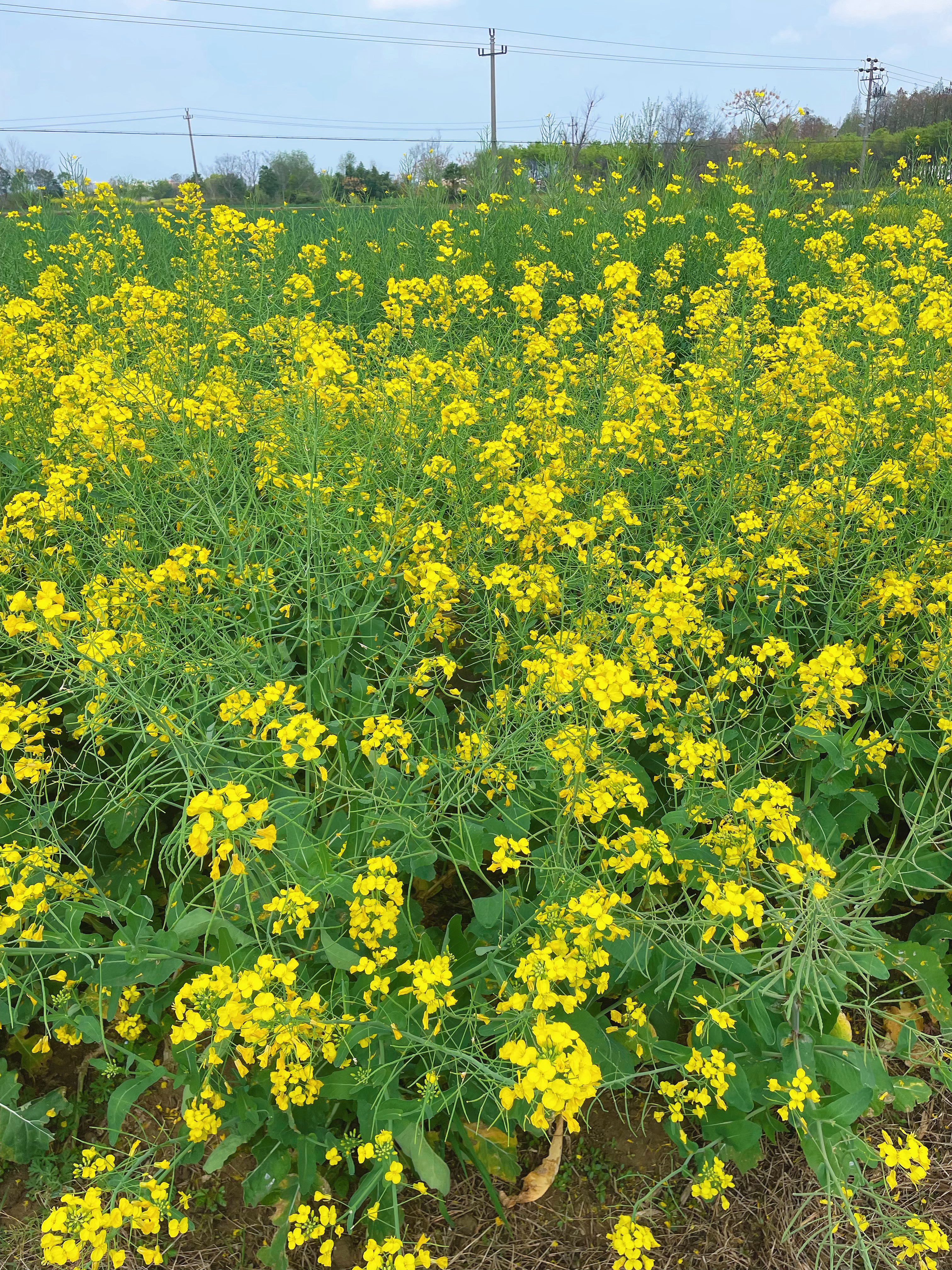 清明。乡下的油菜花开了。 
