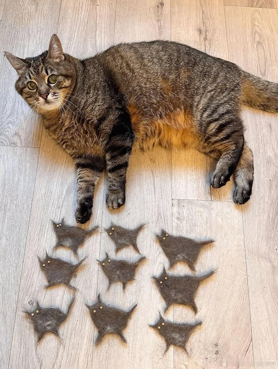 emo猫斯特潘生了9只cr：loveyoustepan ​​​