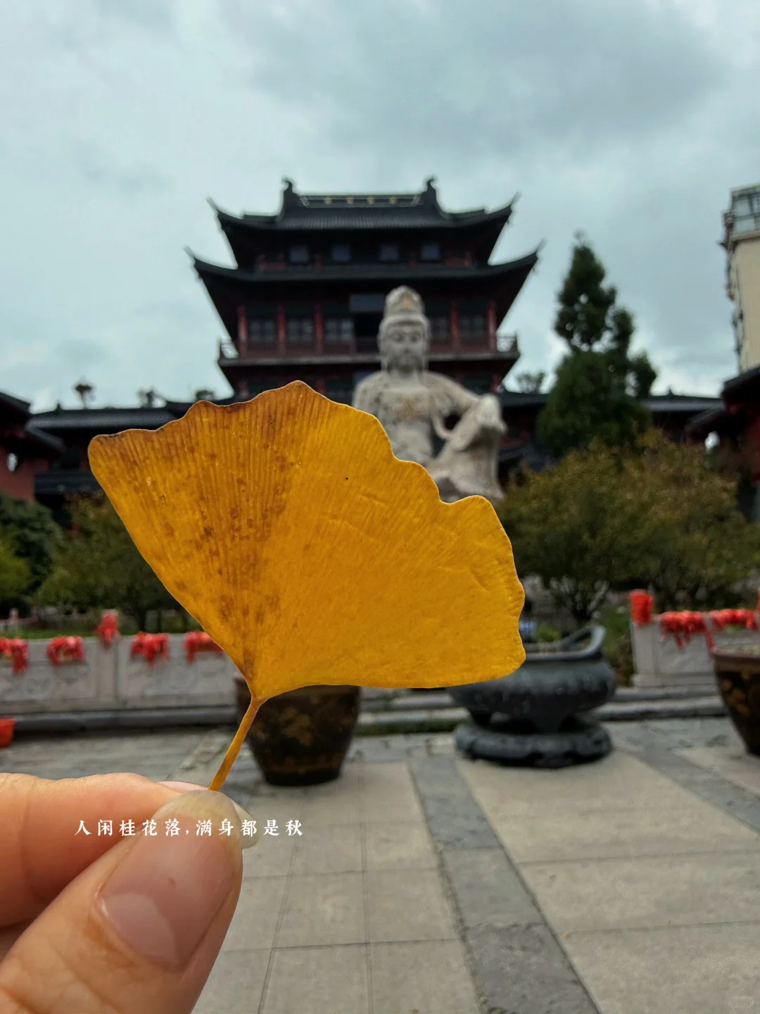 终于赶上了南京桂花的最后一班车！