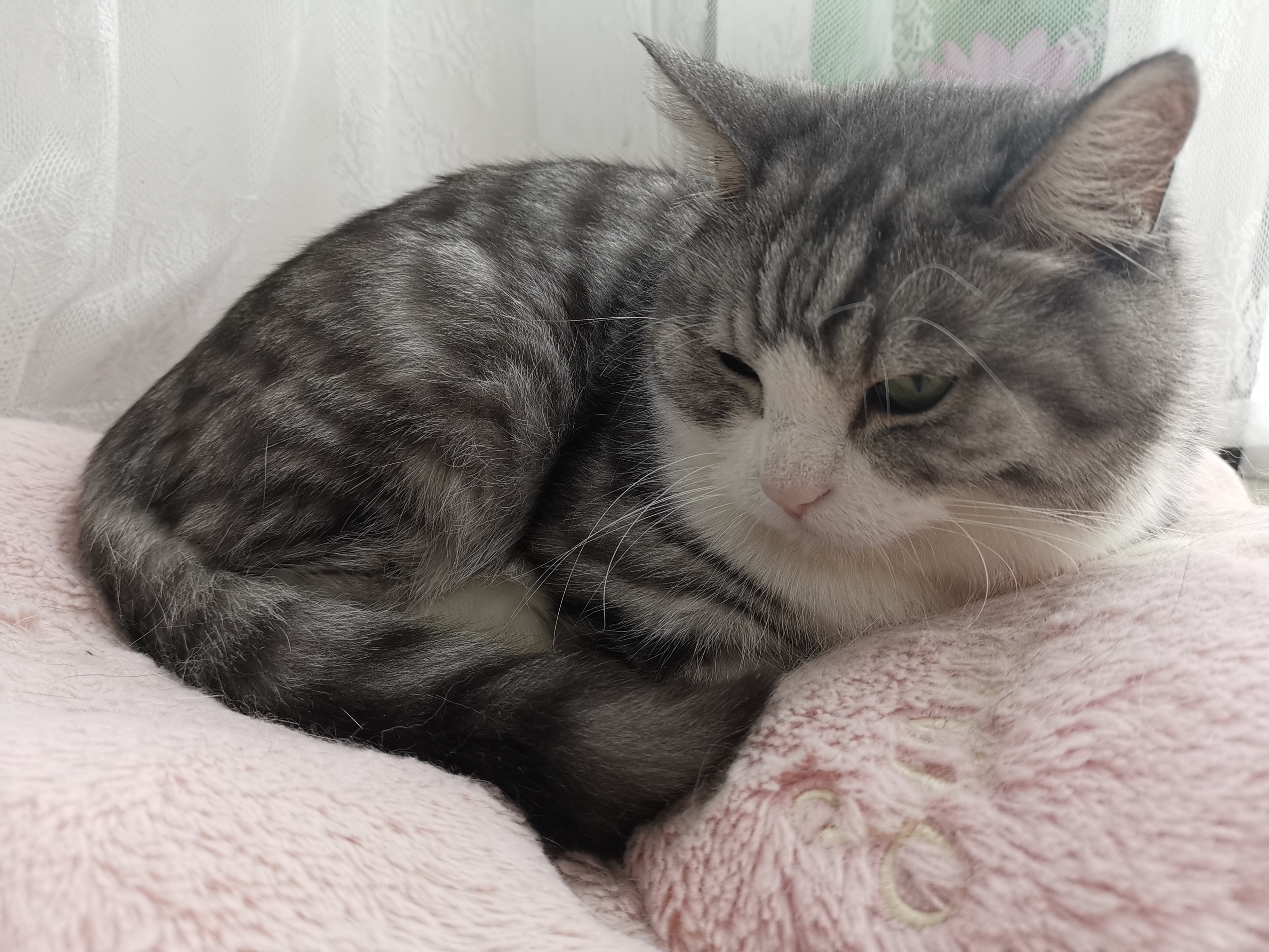 台风天的余威还在，小猫咪都开始睡垫子啦