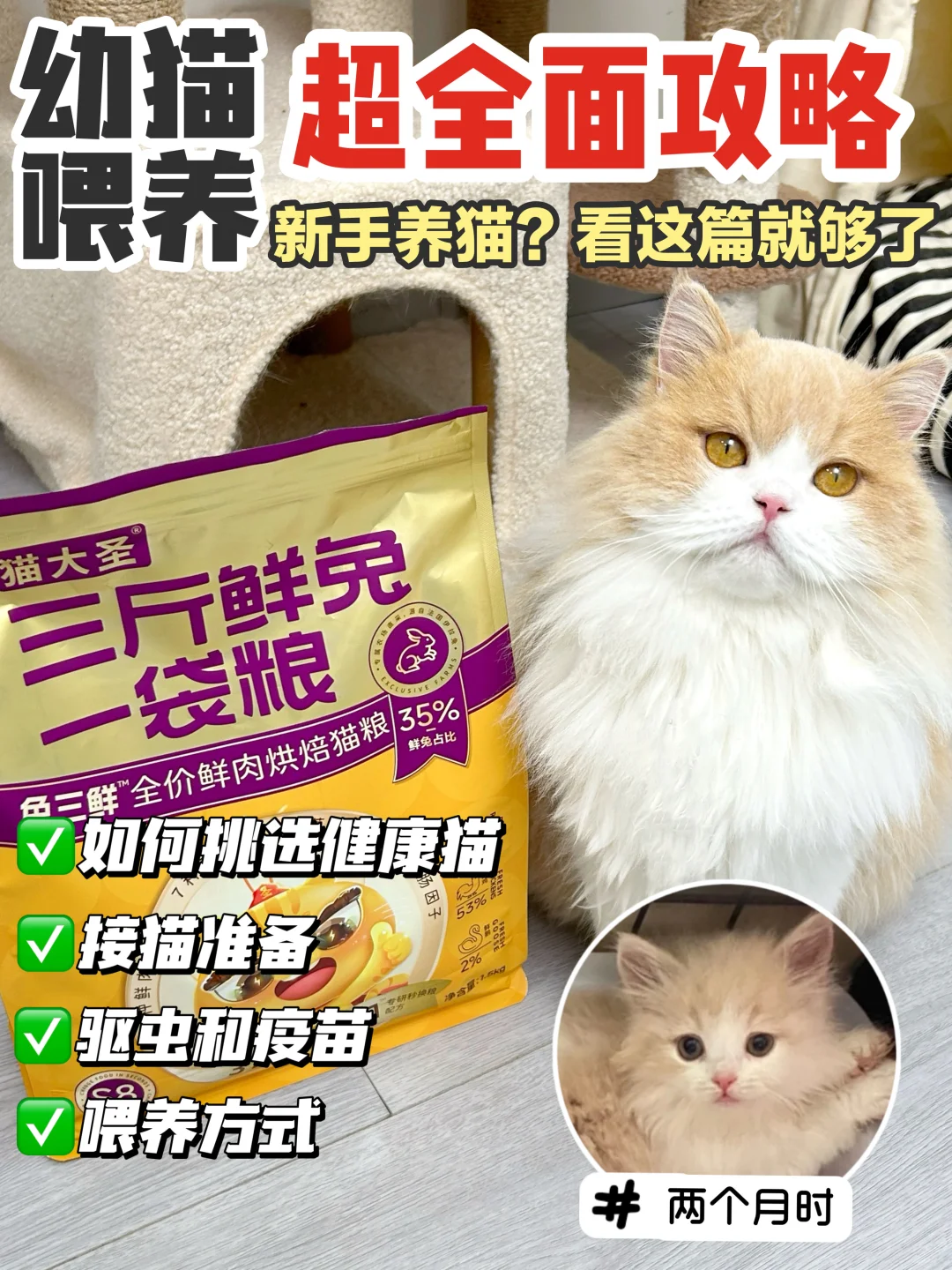 幼猫喂养超全面攻略❗新手养猫看这篇就够了