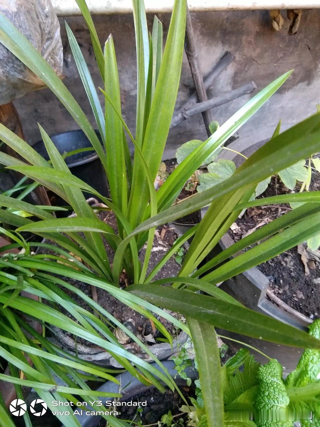 我种过的兰花，与见到过的兰花，还是黄素虎头兰了。大门外都能闻到花香味道了。