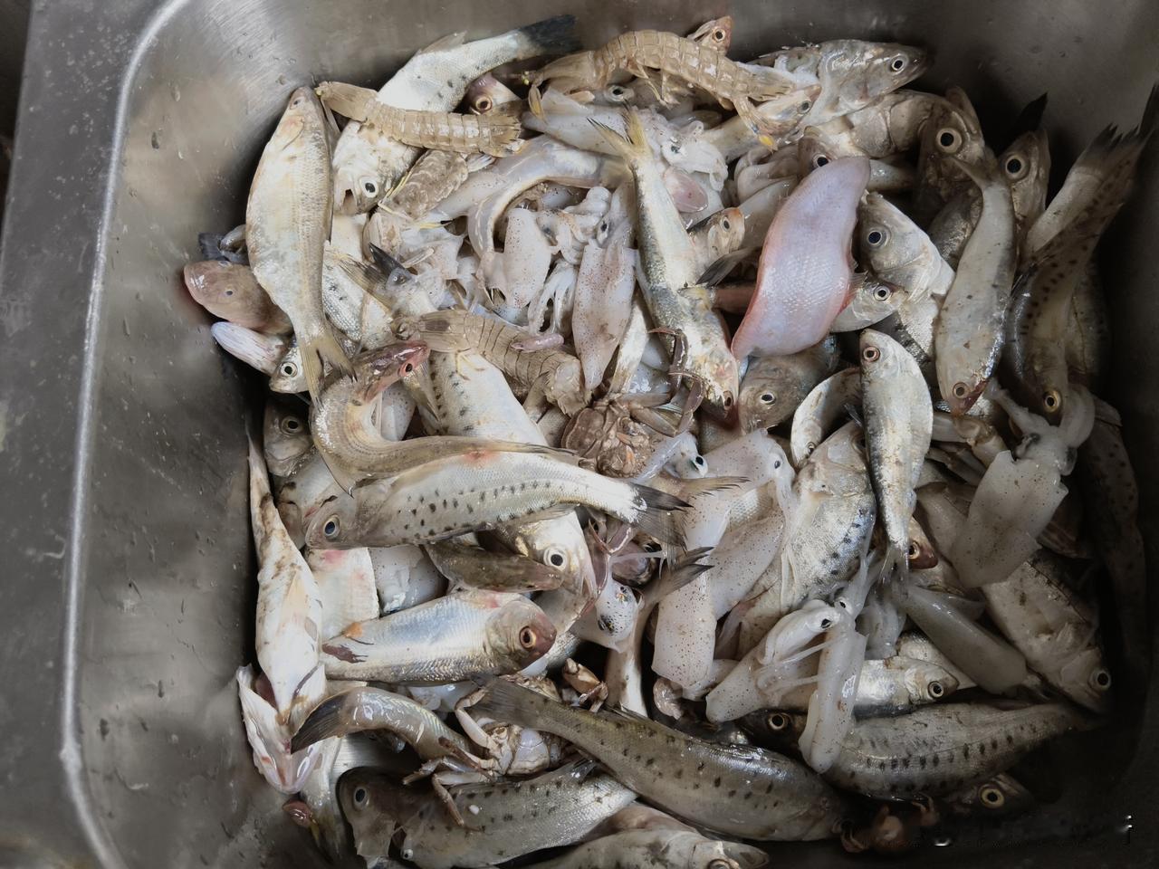 近两个小时，十多斤小海鱼，处理出来，两只手扎了多少次，记不住了。

昨天出海，带