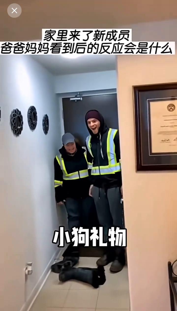 家里来了新成员，爸爸妈妈看到后的反应会是什么？
小狗礼物。