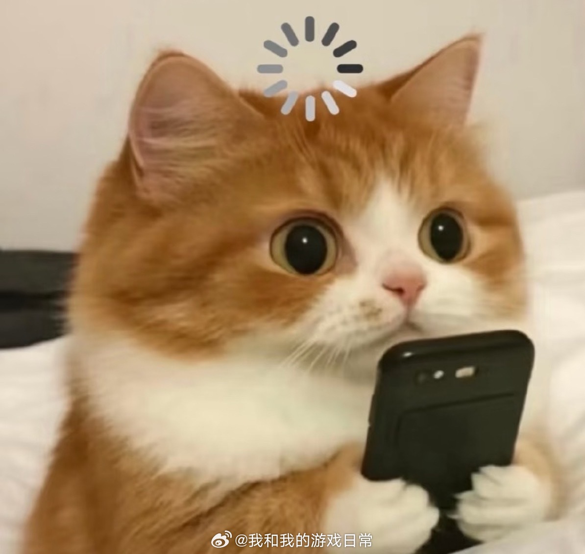 司晓迪鹿晗 司晓迪如果这些都是真的话，我就真的看不懂这些男明星的审美，天天拍戏和
